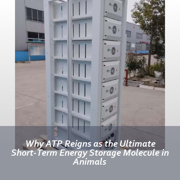 Why ATP Reigns as the Ultimate Short-Term Energy Storage Molecule in Animals